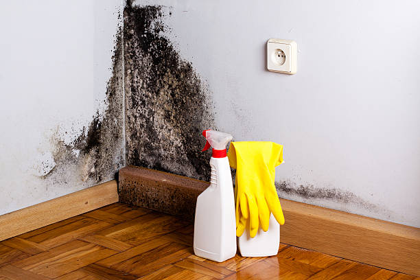 Best Commercial Mold Inspection  in Manassas Park, VA